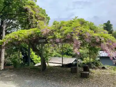 太江寺の{uncategorized: "未分類", other: "その他", undefined: "問題あり", building: "その他建物", grave: "お墓", sacred_gate: "鳥居", guardian: "狛犬", statue: "像", buddha: "仏像", history: "歴史", nature: "自然", garden: "庭園", animal: "動物", pagoda: "塔", temizu: "手水舎", mountain_gate: "山門・神門", sanctuary: "本殿・本堂", subordinate: "末社・摂社", art: "芸術", scenery: "景色", jizo: "地蔵", ema: "絵馬", goshuin: "御朱印", omikuji: "おみくじ", items: "授与品その他", amulet: "お守り", goshuincho: "御朱印帳", eats: "食事", festival: "お祭り", votive_dance: "神楽", shichigosan: "七五三参", wedding: "結婚式", experience: "体験その他", initially: "初詣", around: "周辺", anti_infection: "感染症対策"}