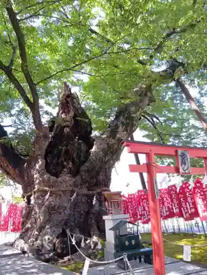秩父今宮神社(埼玉県)
