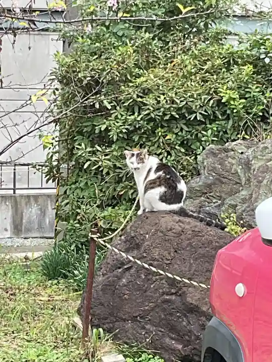 大智院(清水寺大智院)の動物