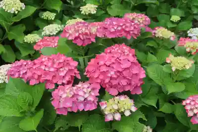 西樂寺(静岡県)