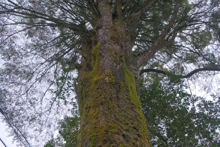 丹生川上神社(中社)の自然