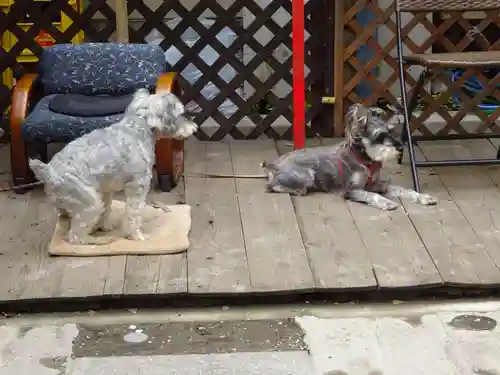 菊名神社の動物