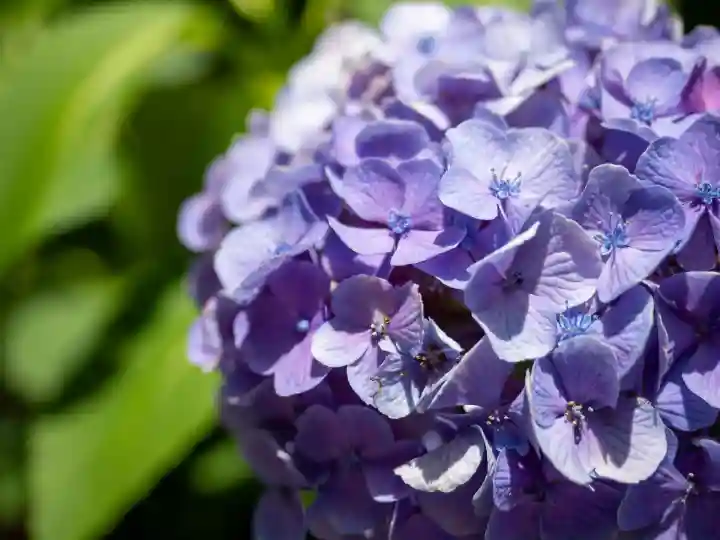 装束稲荷神社(王子稲荷神社境外摂社)(東京都)