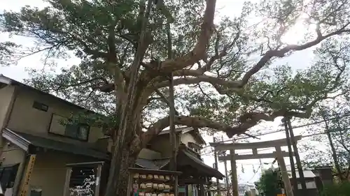 御霊神社の自然