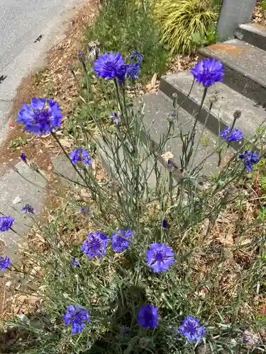 埼玉厄除け開運大師・龍泉寺（切り絵御朱印発祥の寺）の自然