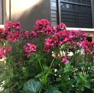 信行寺の自然(2021年05月09日(日) 16時20分29秒投稿)