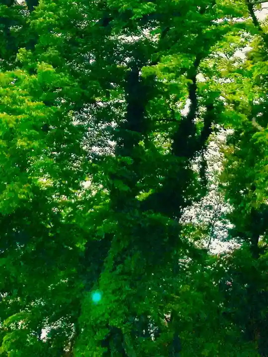 大宝八幡宮の自然