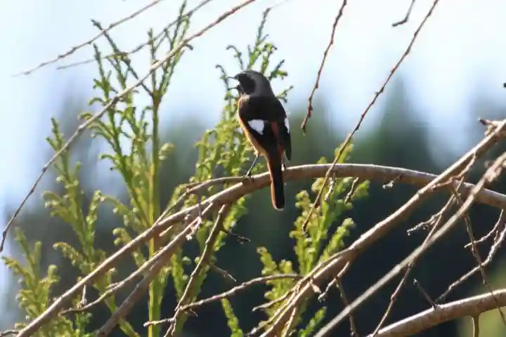 大六天麻王神社(福島県)