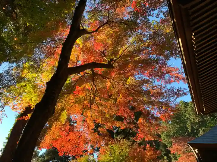 普門寺(切り絵御朱印発祥の寺)の自然