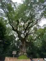 熱田神宮の自然