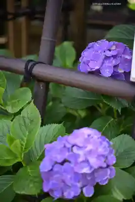 白山神社(東京都)