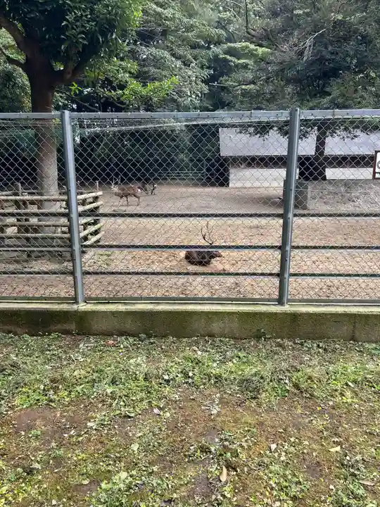 鹿島神宮の動物