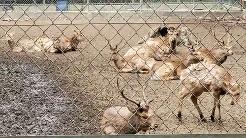 鹿島神宮の動物