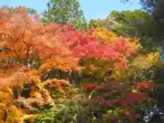 猿田彦神社の自然