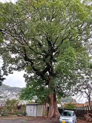 中川八幡神社の自然
