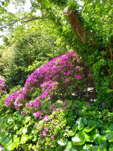 安養院 (田代寺)の自然