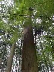 岩戸別神社の自然