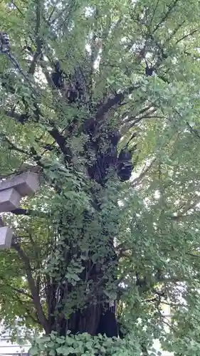 飛木稲荷神社の自然