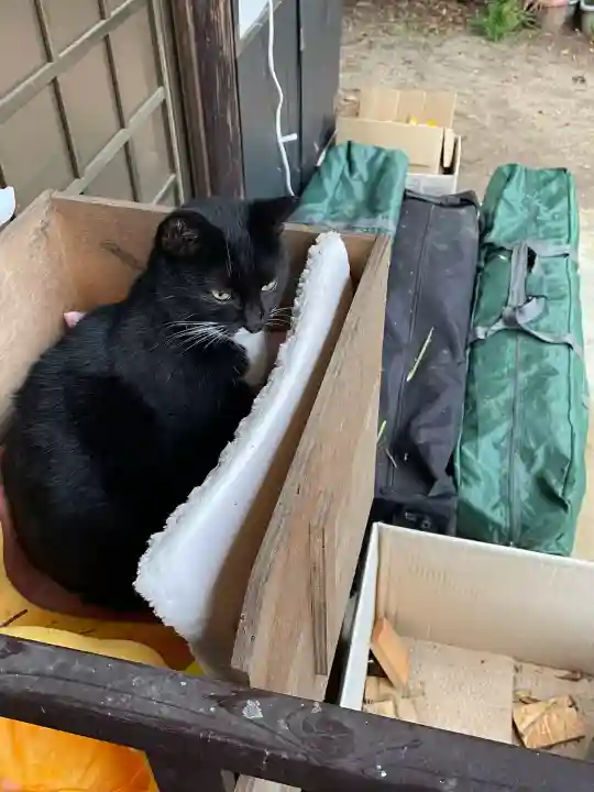 岡部春日神社~👹鬼門よけの🌺花咲く🌺やしろ~(福島県)