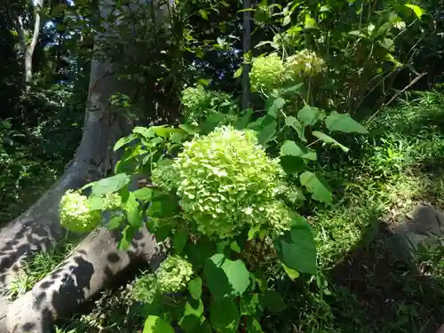 弥生神社の自然