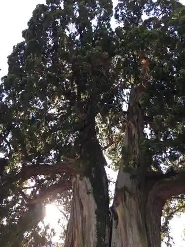 東福禅寺（東福寺）の自然