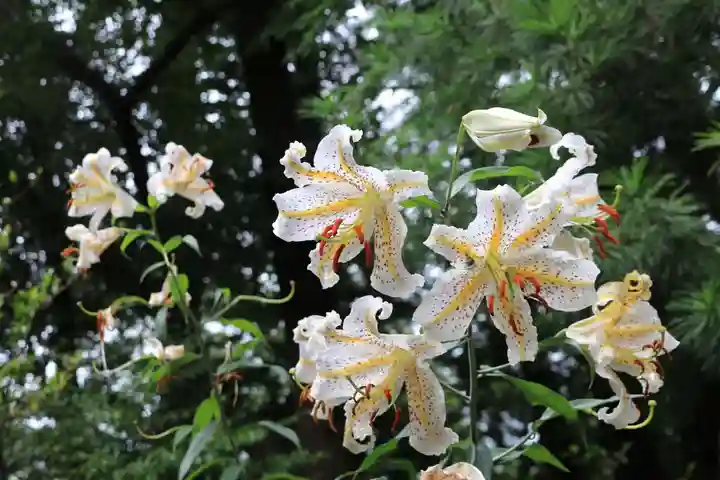 阿久津「田村神社」(郡山市阿久津町)旧社名:伊豆箱根三嶋三社の自然