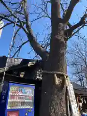 札幌諏訪神社の自然