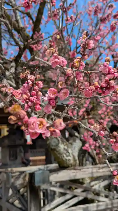 北野天満宮(京都府)