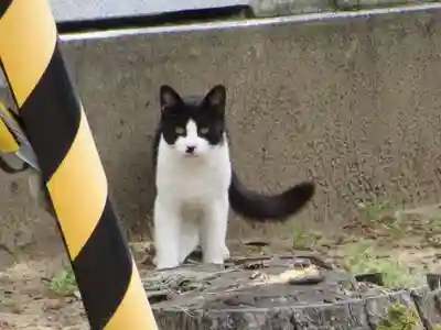 千里浜神社の動物