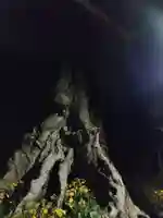 神魂伊能知奴志神社(島根県)