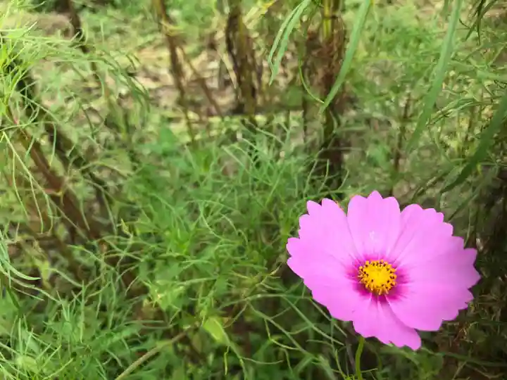 般若寺 ❁コスモス寺❁の自然