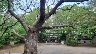 相馬神社の鳥居