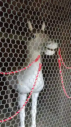 大洗磯前神社の狛犬