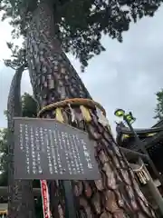 中野沼袋氷川神社の自然