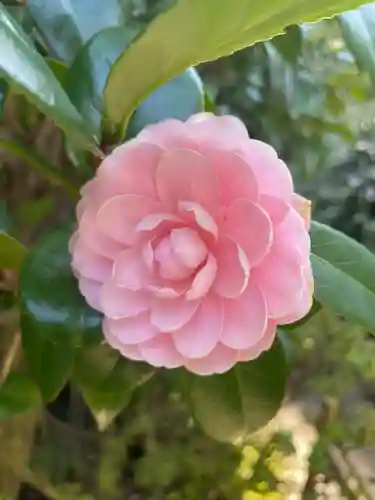 白金氷川神社の自然