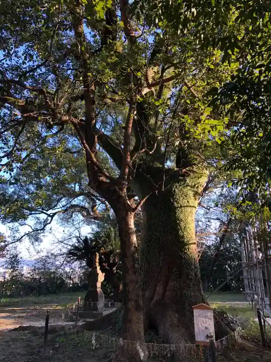 千栗八幡宮の自然