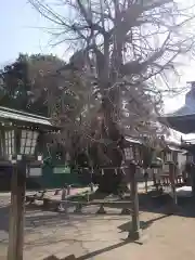 今宮神社の自然