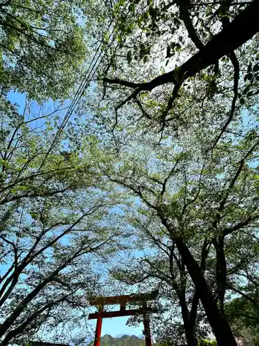 子檀嶺神社の鳥居