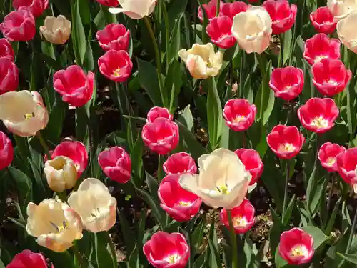 天王山 安楽寺の自然