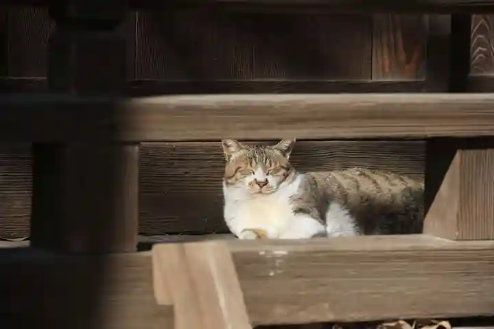 阿邪訶根神社の動物