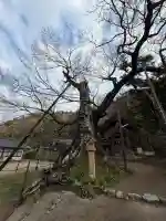 神魂伊能知奴志神社の{uncategorized: "未分類", other: "その他", undefined: "問題あり", building: "その他建物", grave: "お墓", sacred_gate: "鳥居", guardian: "狛犬", statue: "像", buddha: "仏像", history: "歴史", nature: "自然", garden: "庭園", animal: "動物", pagoda: "塔", temizu: "手水舎", mountain_gate: "山門・神門", sanctuary: "本殿・本堂", subordinate: "末社・摂社", art: "芸術", scenery: "景色", jizo: "地蔵", ema: "絵馬", goshuin: "御朱印", omikuji: "おみくじ", items: "授与品その他", amulet: "お守り", goshuincho: "御朱印帳", eats: "食事", festival: "お祭り", votive_dance: "神楽", shichigosan: "七五三参", wedding: "結婚式", experience: "体験その他", initially: "初詣", around: "周辺", anti_infection: "感染症対策"}
