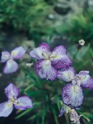 三室戸寺(京都府)