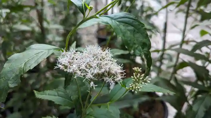 行願寺(革堂)(京都府)