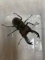 留辺蘂神社の動物