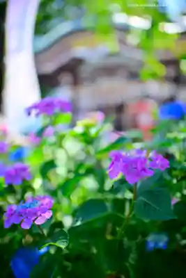 川越八幡宮(埼玉県)