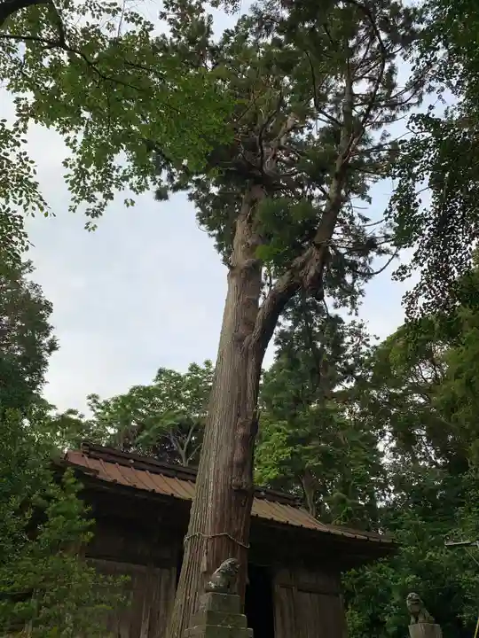 手力雄神社の自然