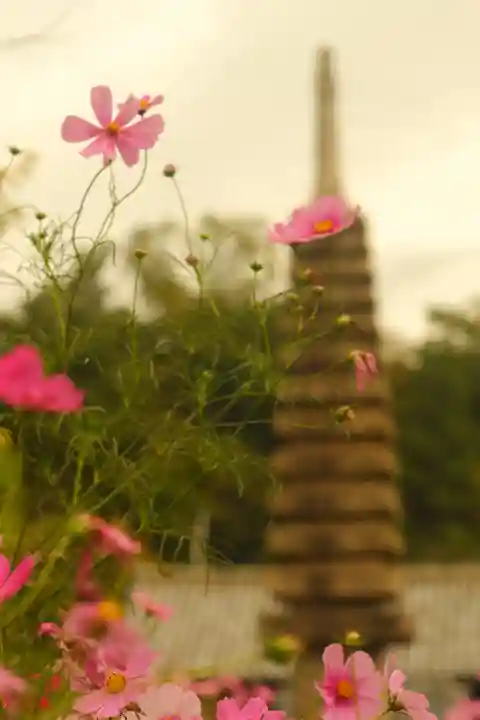 般若寺 ❁コスモス寺❁(奈良県)