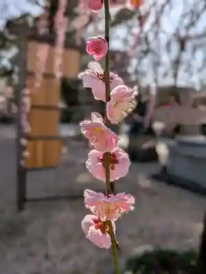 布多天神社(東京都)