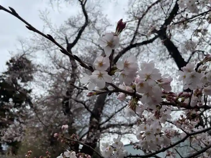 新田稲荷神社の自然