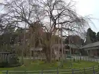 足羽神社の自然